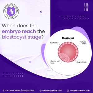 When does the embryo reach the blastocyst stage?